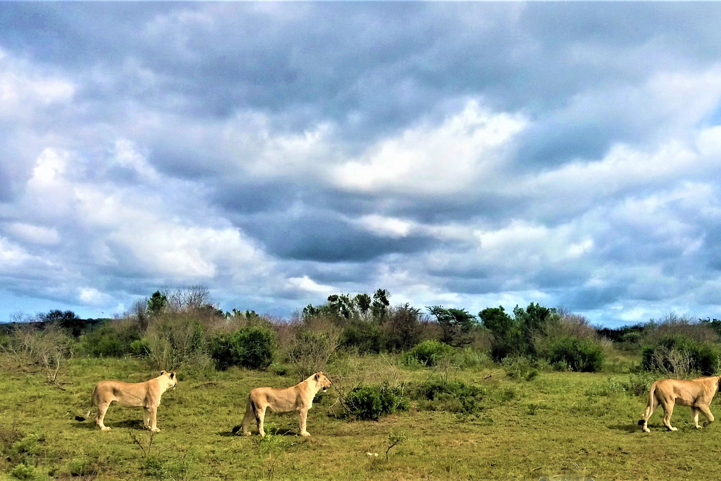 Kariega_Game_Reserve[1].webp